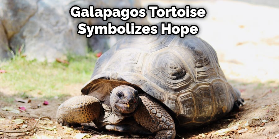  Galapagos Tortoise Symbolizes Hope