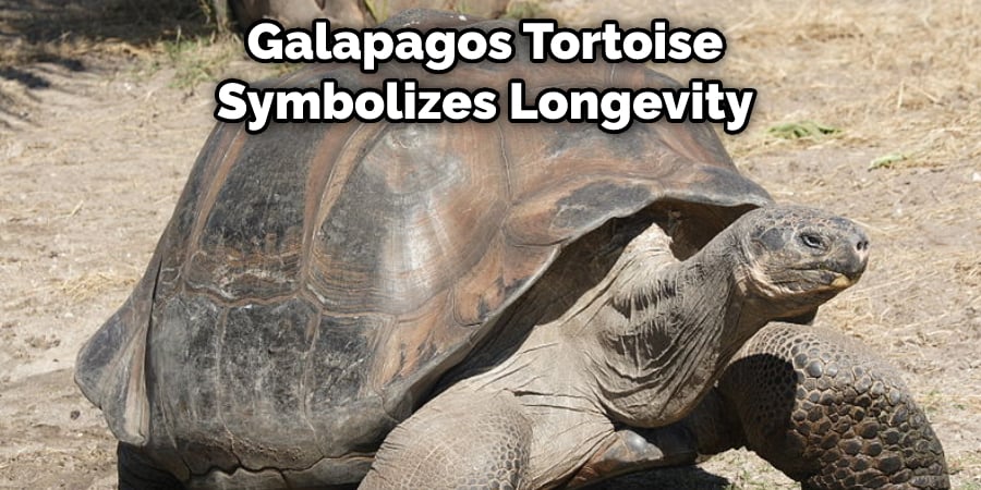  Galapagos Tortoise Symbolizes Longevity