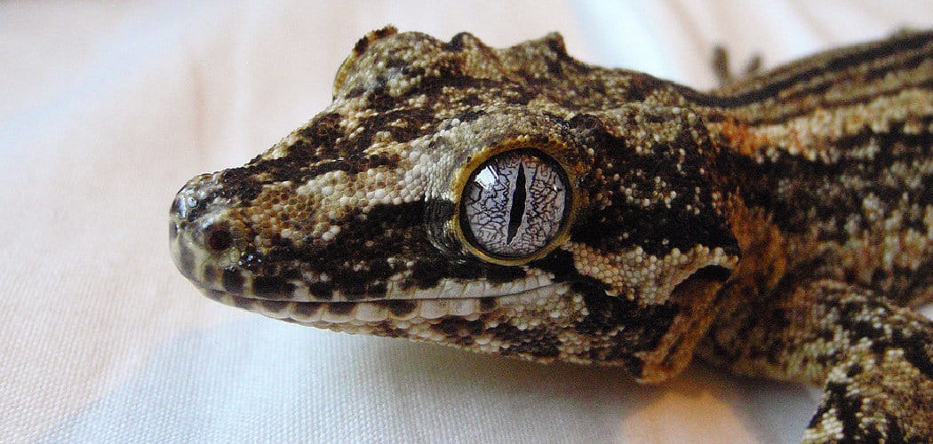 Gargoyle Gecko Spiritual Meaning