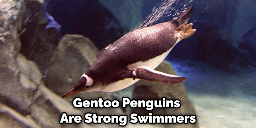 Gentoo Penguins Are Strong Swimmers
