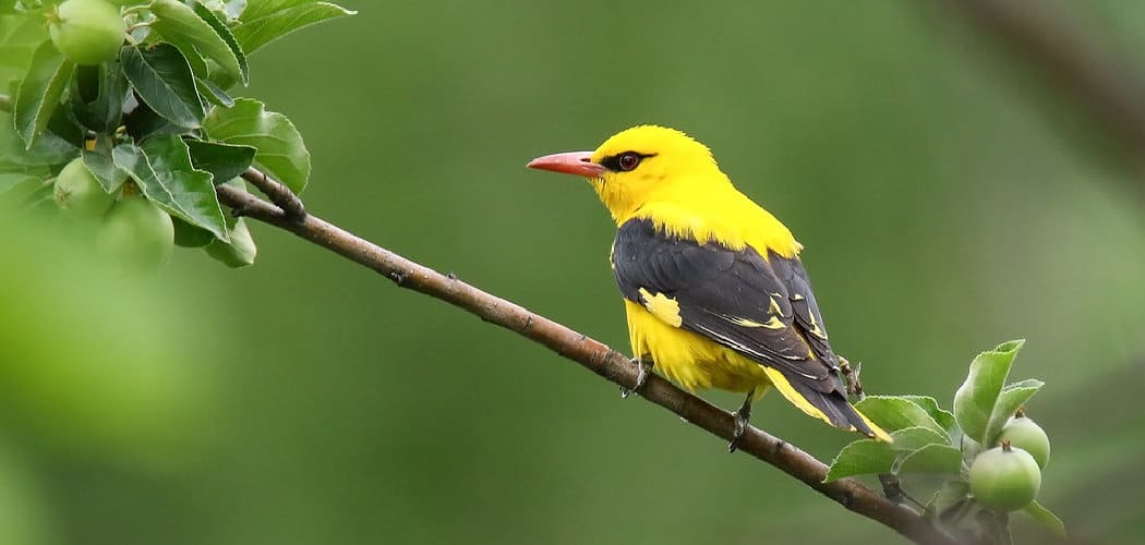 Golden Oriole Spiritual Meaning