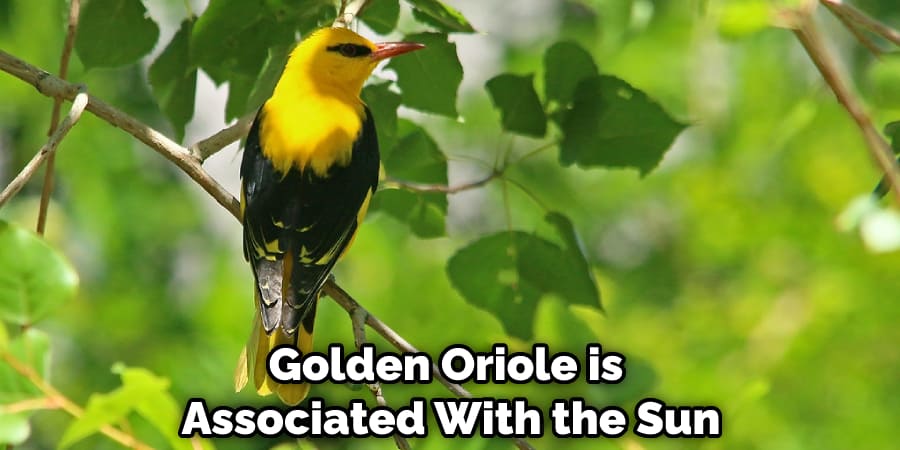 Golden Oriole is Associated With the Sun
