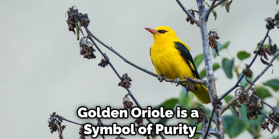 Golden Oriole is a Symbol of Purity