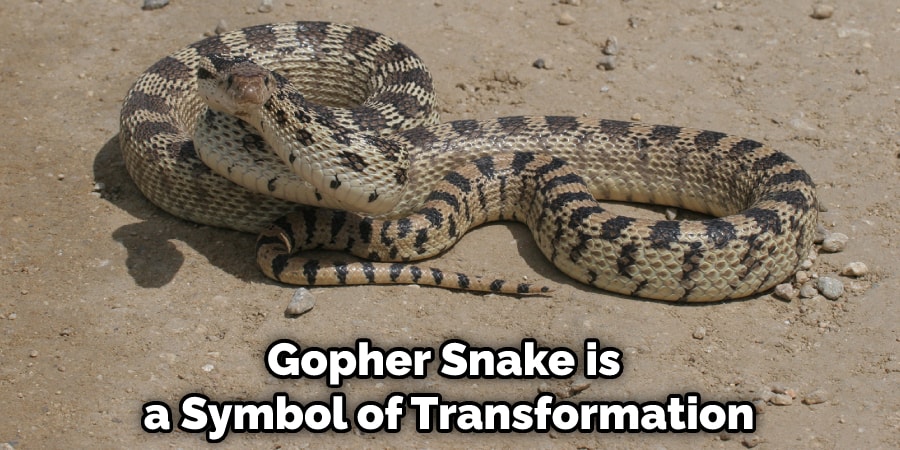 Gopher Snake is a Symbol of Transformation
