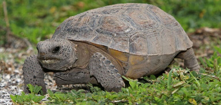 Gopher Tortoise Spiritual Meaning, Symbolism and Totem (2023)