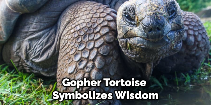 Gopher Tortoise Symbolizes Wisdom