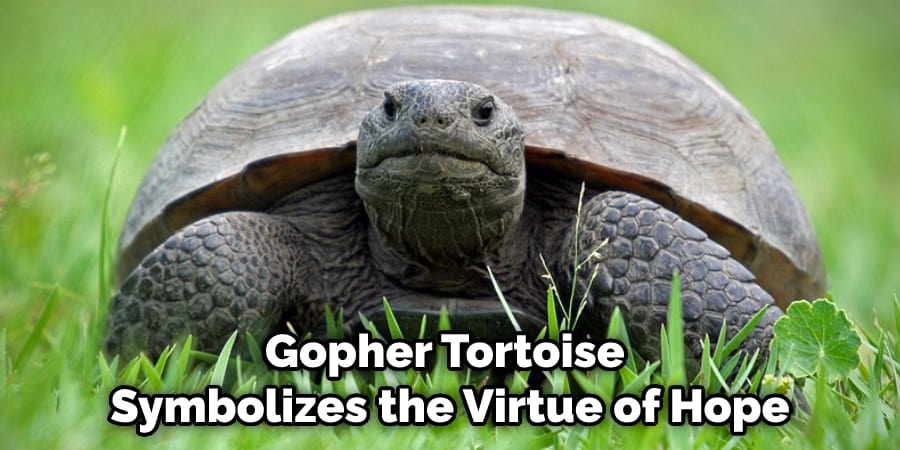 Gopher Tortoise Symbolizes the Virtue of Hope