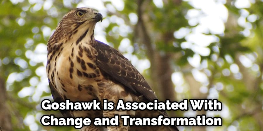 Goshawk is Associated With Change and Transformation