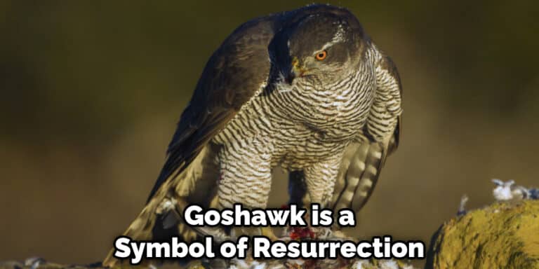 goshawk-spiritual-meaning-symbolism-and-totem-detailed-guide