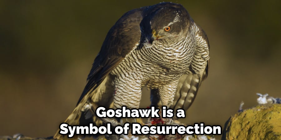 Goshawk is a Symbol of Resurrection