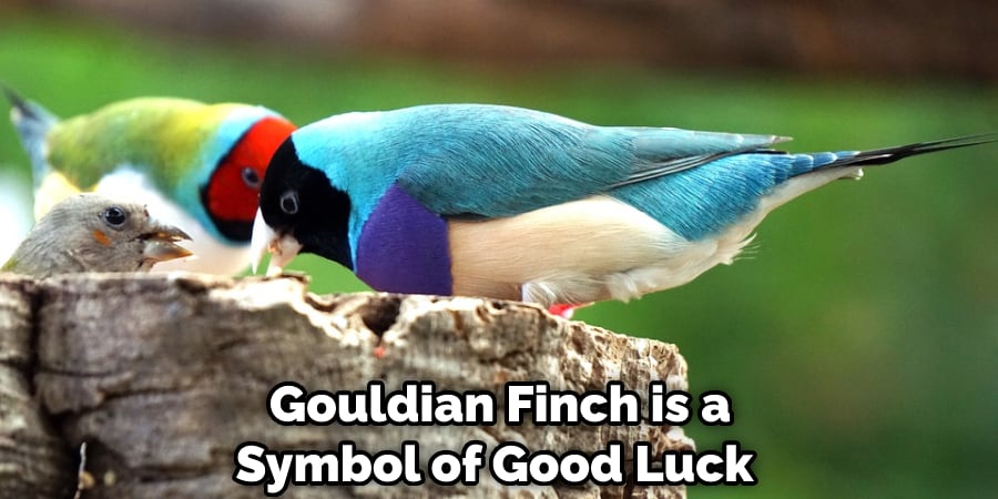 Gouldian Finch is a Symbol of Good Luck 