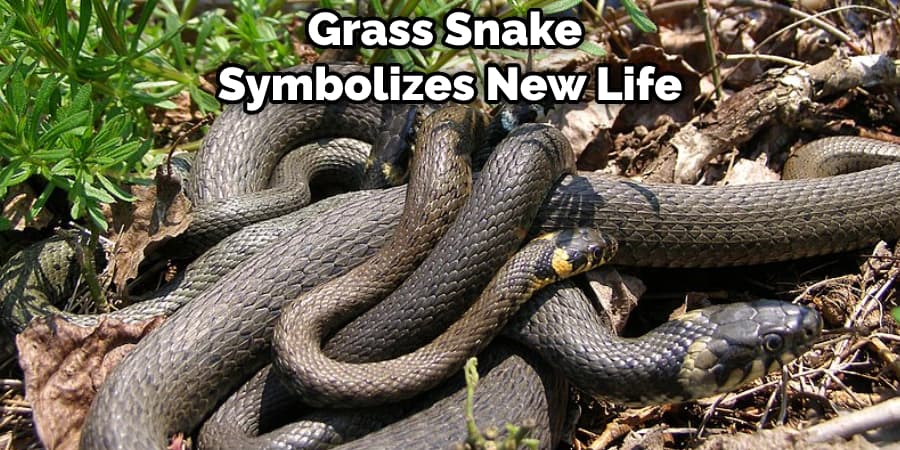 Grass Snake Symbolizes New Life