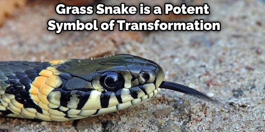 Grass Snake is a Potent Symbol of Transformation