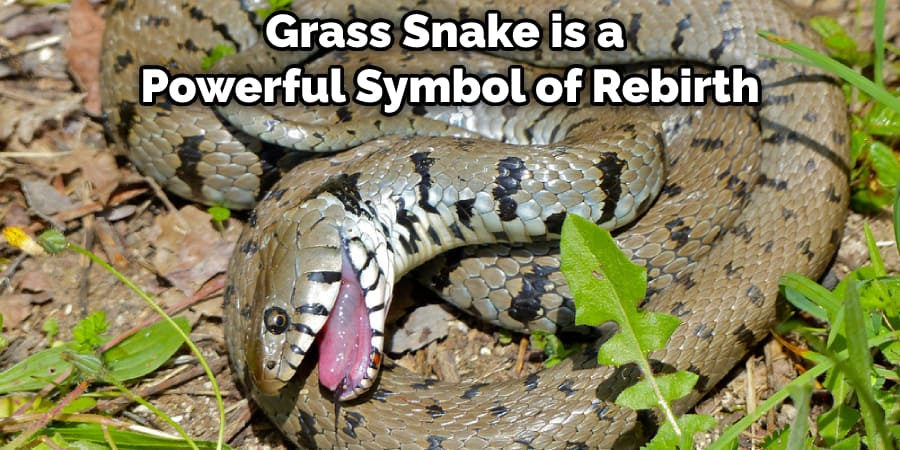 Grass Snake is a  Powerful Symbol of Rebirth