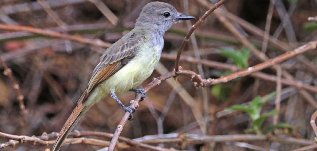 Great Crested Flycatcher Spiritual Meaning