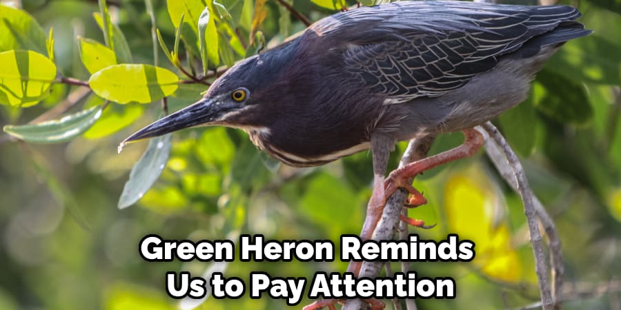 Green Heron Reminds Us to Pay Attention Our Surroundings