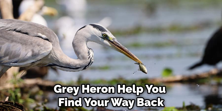 Grey Heron Help You Find Your Way Back
