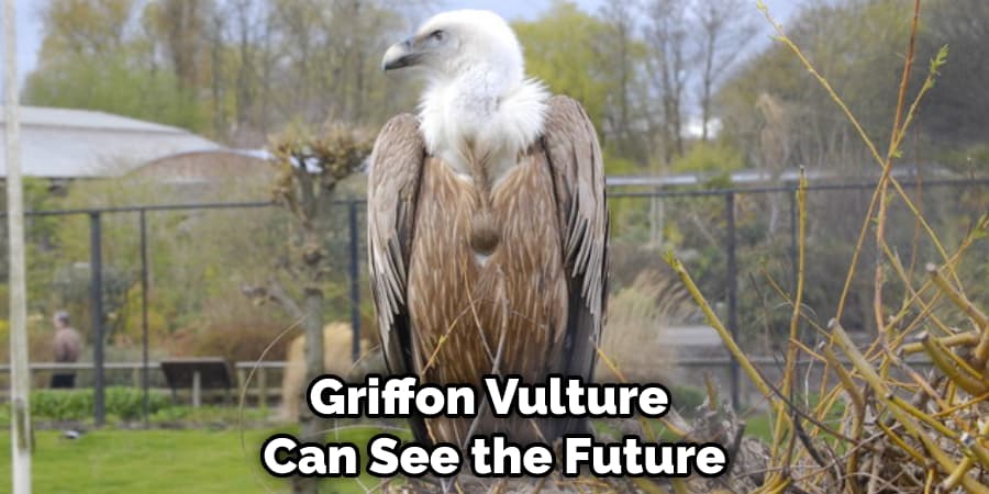 Griffon Vulture Can See the Future