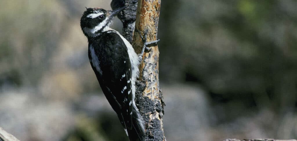 Hairy Woodpecker Spiritual Meaning