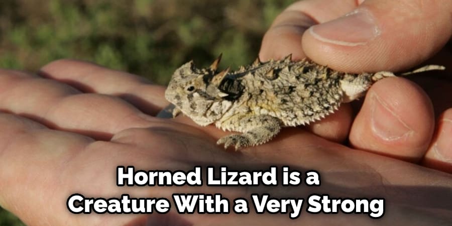 Horned Lizard is a Creature With a Very Strong