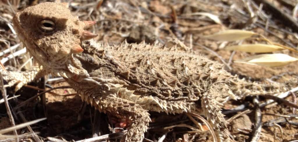 Horned Lizards Spiritual Meaning
