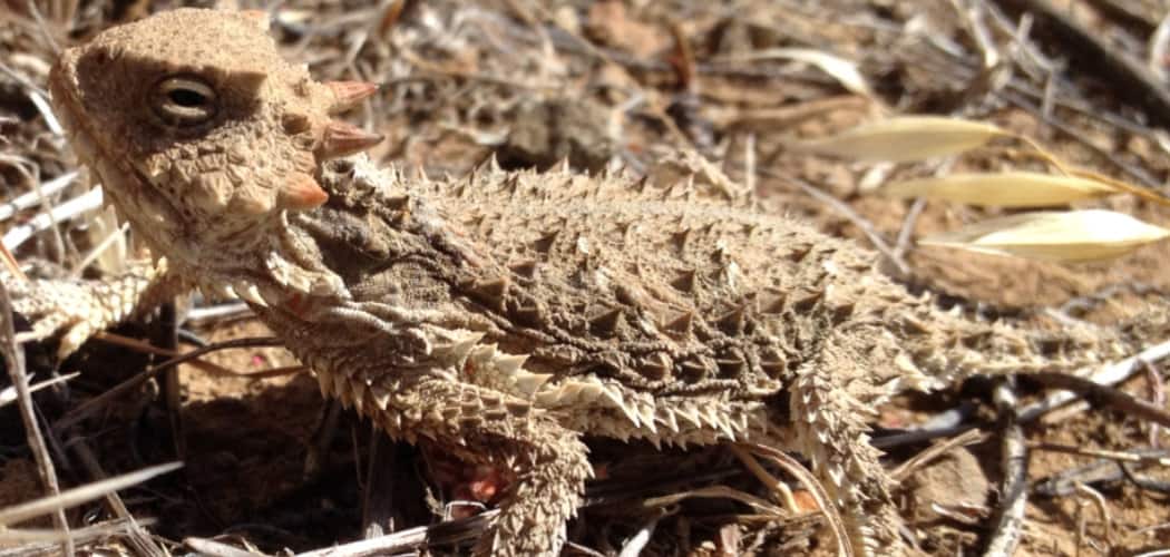 Horned Lizards Spiritual Meaning, Symbolism, and Totem