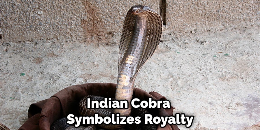 Indian Cobra Symbolizes Royalty