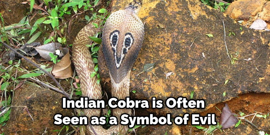 Indian Cobra is Often Seen as a Symbol of Evil