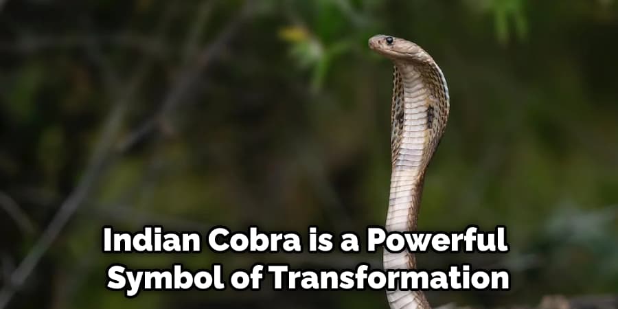 Indian Cobra is a Powerful Symbol of Transformation