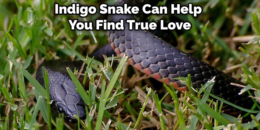 Indigo Snake Can Help You Find True Love
