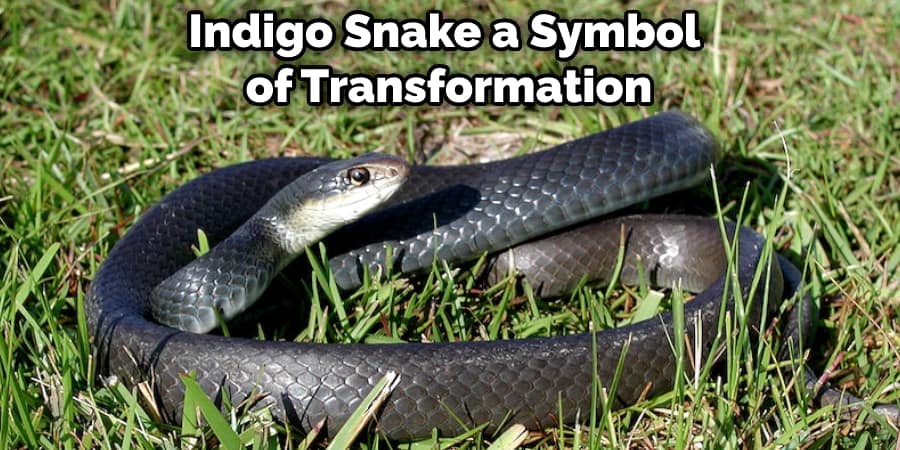 Indigo Snake a Symbol of Transformation