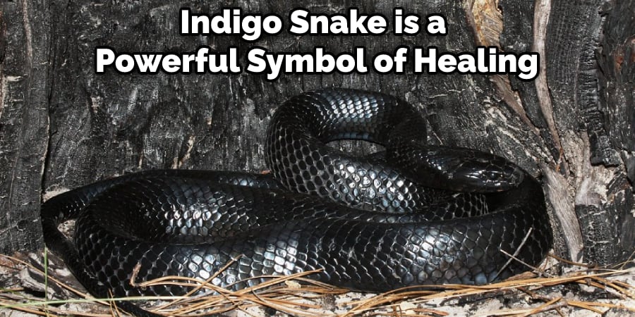 Indigo Snake is a Powerful Symbol of Healing