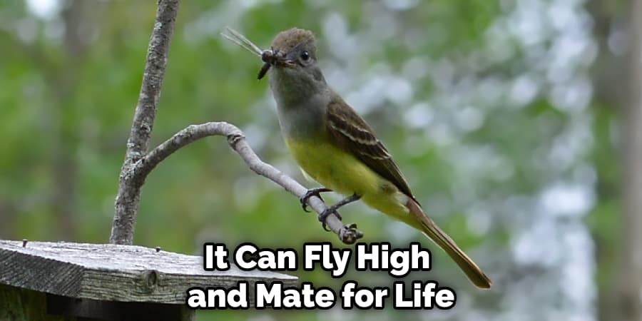 It Can Fly High and Mate for Life