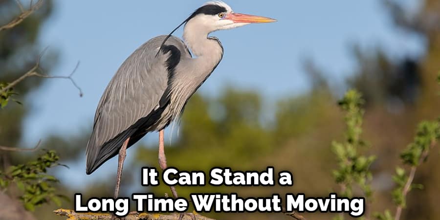 It Can Stand a Long Time Without Moving