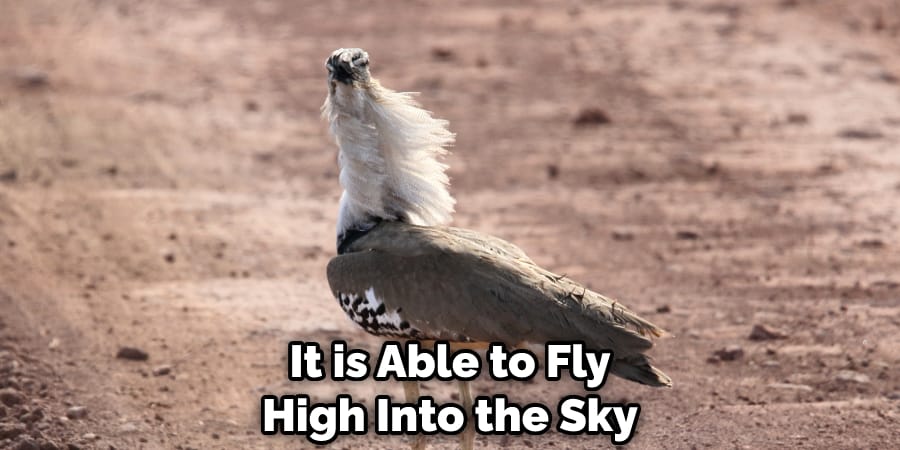 It is Able to Fly High Into the Sky