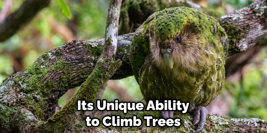 Its Unique Ability to Climb Trees