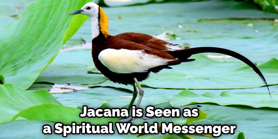  Jacana is Seen as a Spiritual World Messenger