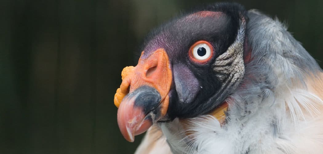King Vulture Spiritual Meaning, Symbolism, and Totem