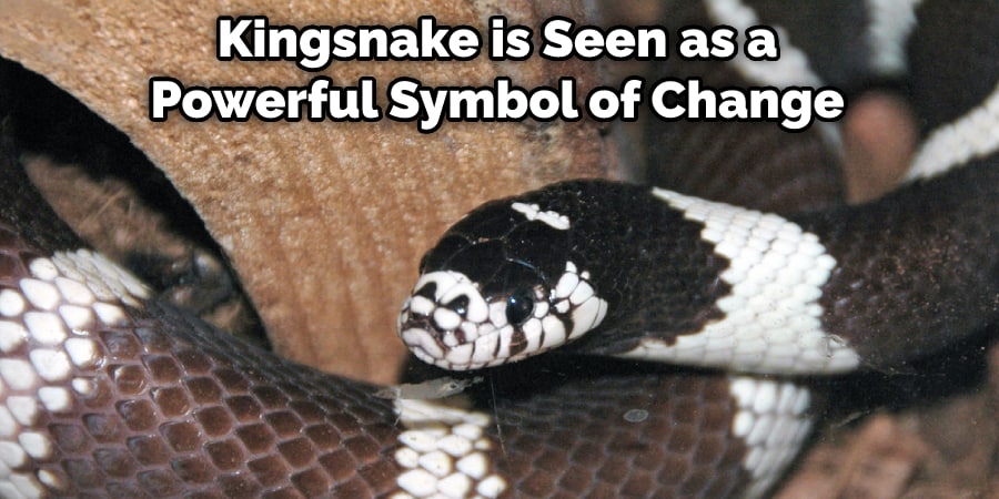 Kingsnake is Seen as a Powerful Symbol of Change
