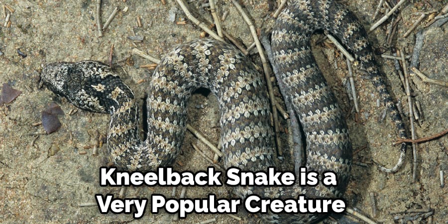 Kneelback Snake is a Very Popular Creature