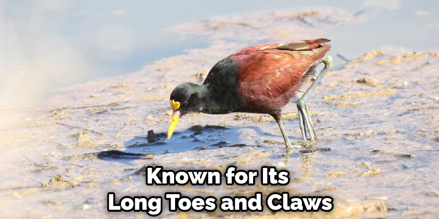 Known for Its Long Toes and Claws