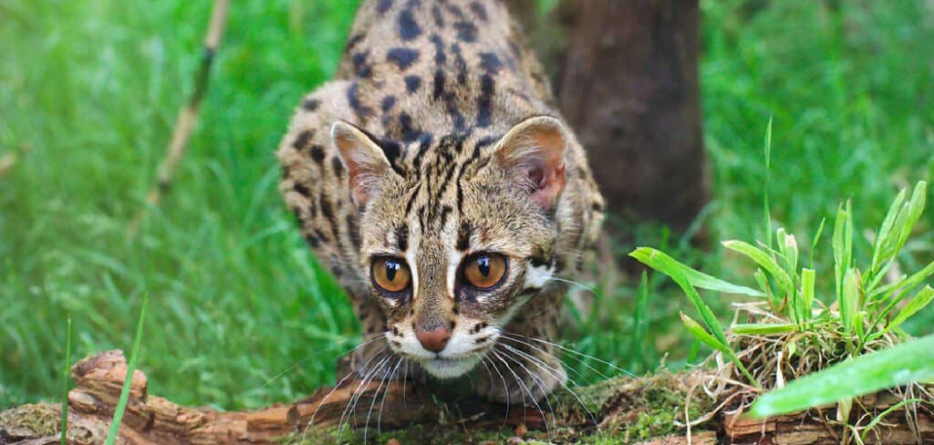 Leopard Cat Spiritual Meaning