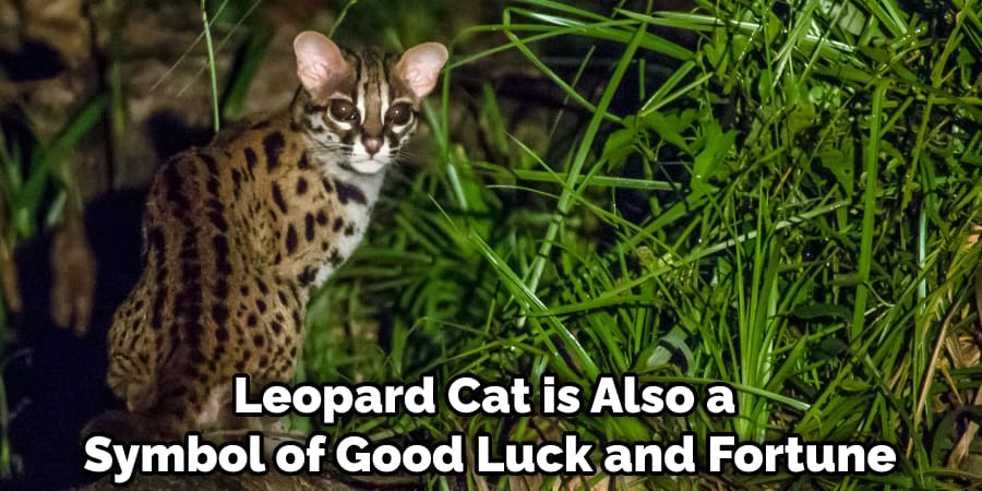 Leopard Cat is Also a Symbol of Good Luck and Fortune
