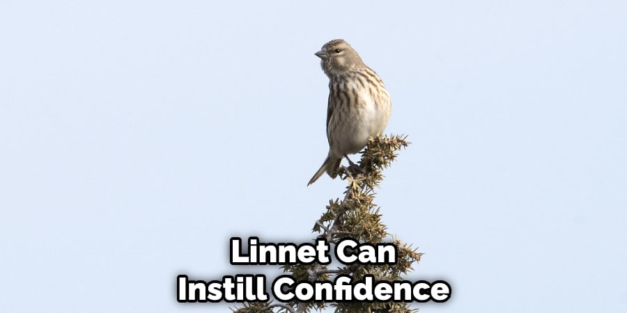 Linnet Can Instill Confidence