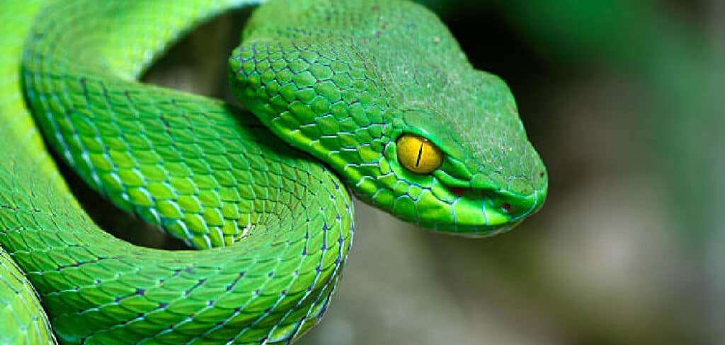 Green Snake Spiritual Meaning Symbolism And Totem 2022 2022 