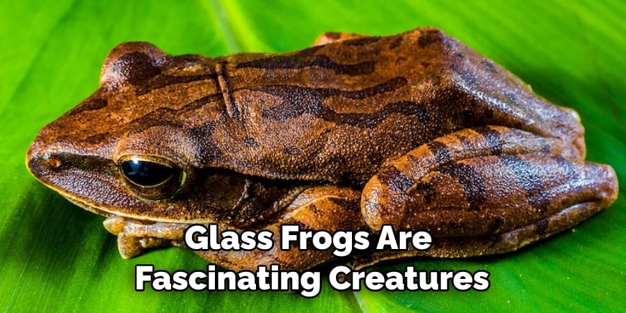 Glass Frogs Are  Fascinating Creatures