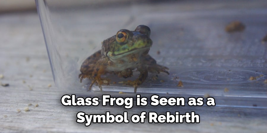  Glass Frog is Seen as a  Symbol of Rebirth