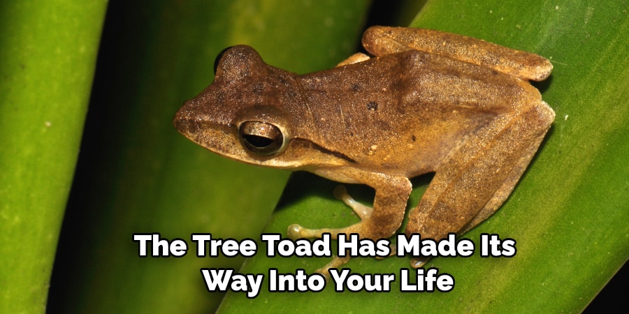 The Tree Toad Has Made Its  Way Into Your Life