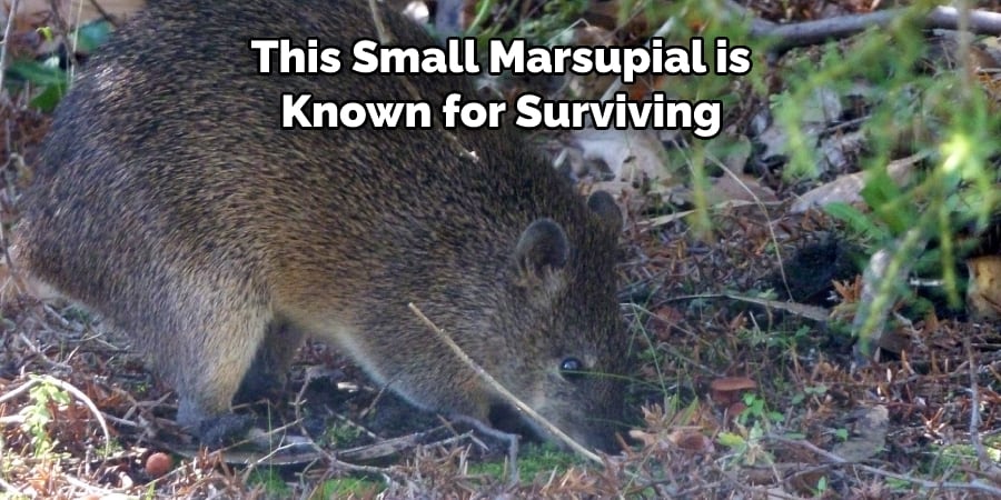  This Small Marsupial is  Known for Surviving