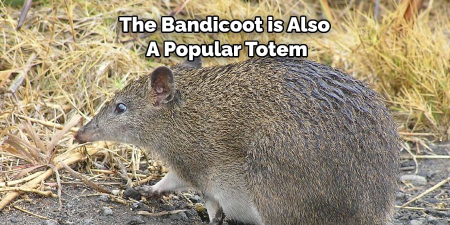 The Bandicoot is Also  A Popular Totem
